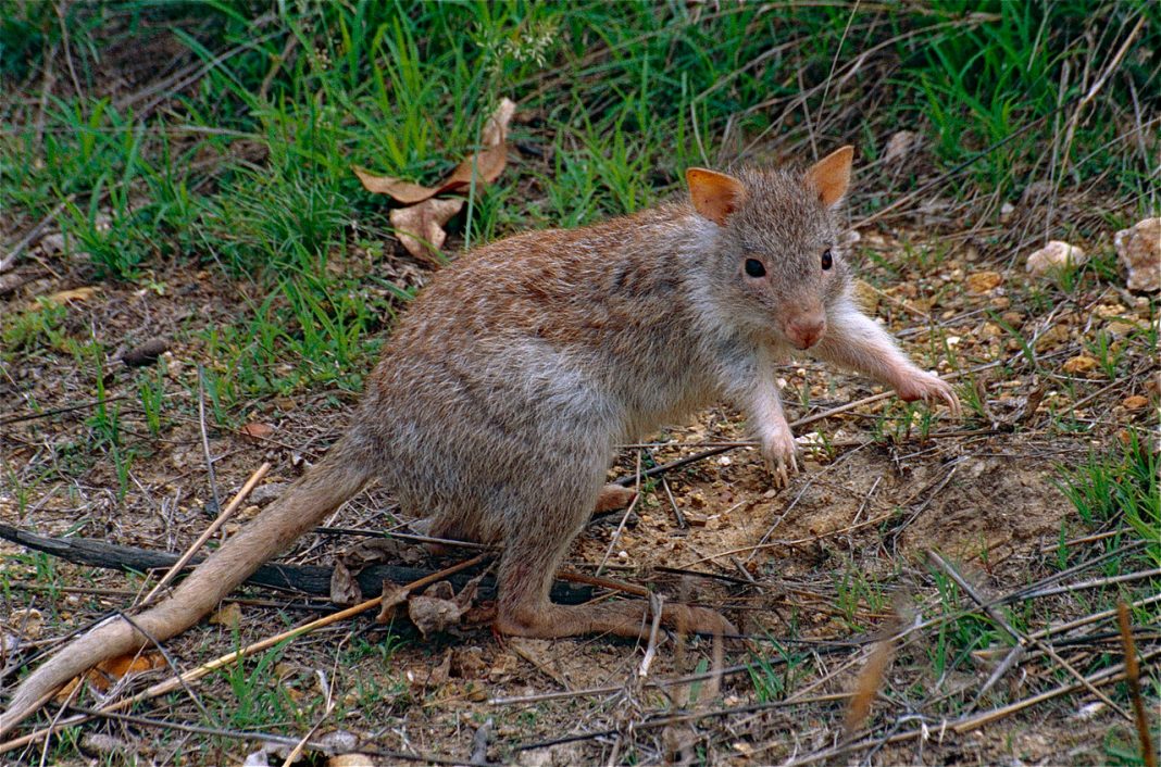 Mamifere marsupiale - Bettong arămiu (Aepyprymnus rufescens)