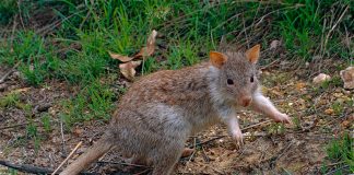 Mamifere marsupiale - Bettong arămiu (Aepyprymnus rufescens)