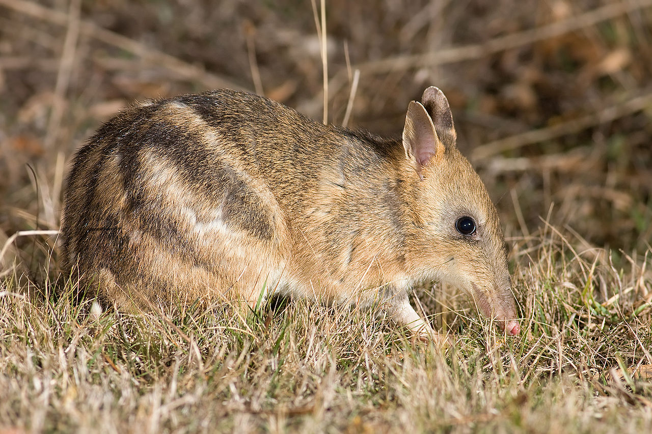 Mamifere marsupiale din Australia - Bandicoot rasăritean dungat (Perameles gunnii)