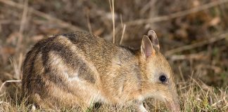 Mamifere marsupiale din Australia - Bandicoot rasăritean dungat (Perameles gunnii)