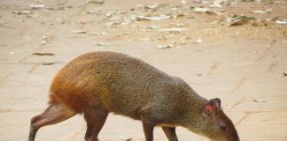Mamifere rozătoare - Aguti lui Azara (Dasyprocta azarae)