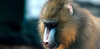 Mandrilul (Mandrillus sphinx), o specie de maimuțe care trăiește în regiunile ecuatoriale