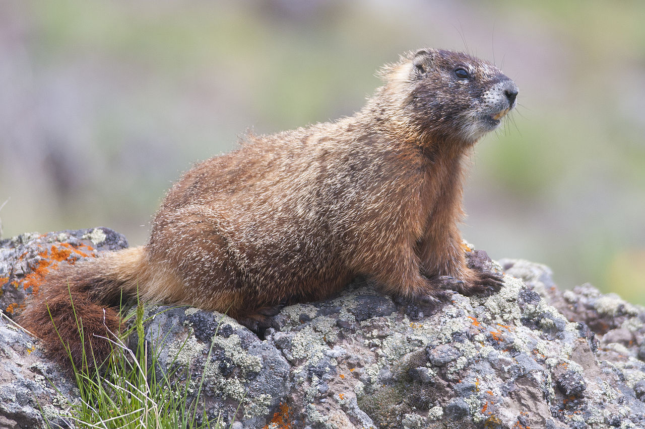 Marmota cu burta galbenă