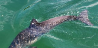 Marsuinul (Phocoena phocoena), delfinul din Marea Neagră