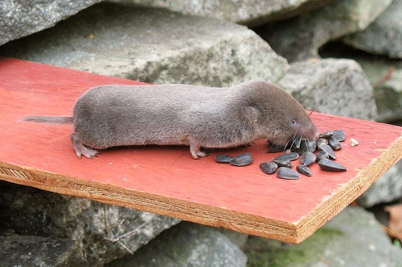 Megasorex gigas, Foto: online-information-center.blogspot.com