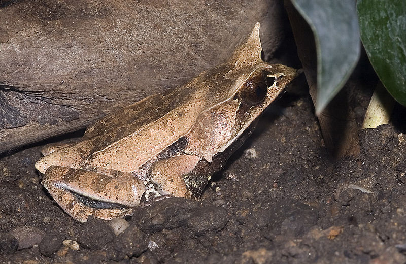 Megophrys montana, Foto: diertjevandedag.classy.be