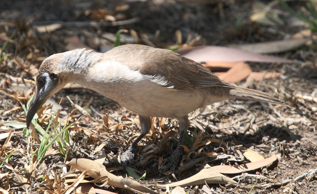 Micuța pasăre-călugar (Philemon citreogularis), află totul despre această specie Micuța pasăre-călugar (Philemon citreogularis), află totul despre această specie