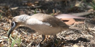 Micuța pasăre-călugar (Philemon citreogularis), află totul despre această specie