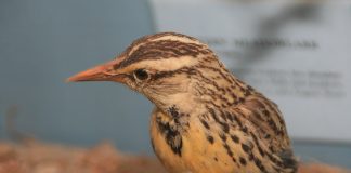 Mierle din Lumea Nouă - Trupialul-ciocârlie estic (Sturnella magna)