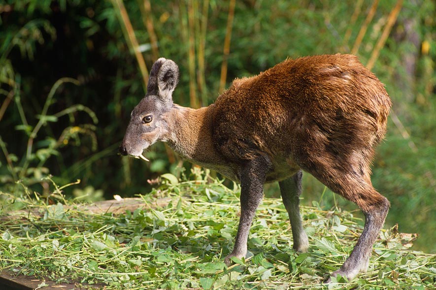 Moschus chrysogaster, Foto: geo.de