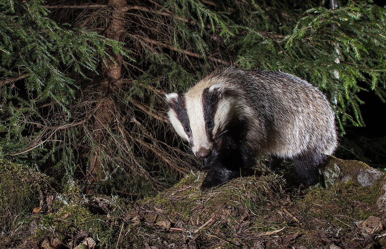 Mustelide - Află totul despre bursucul euroasiatic (Meles meles)