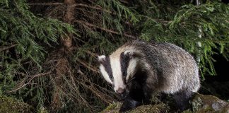 Mustelide - Află totul despre bursucul euroasiatic (Meles meles)