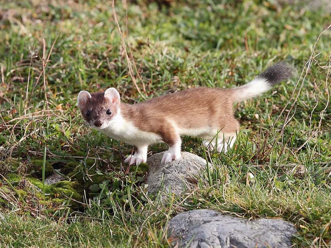 Mustelide carnivore - Hermelina (Mustela erminea) Mustelide carnivore - Hermelina (Mustela erminea)