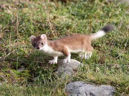 Mustelide carnivore - Hermelina (Mustela erminea)
