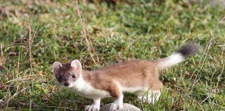 Mustelide carnivore - Hermelina (Mustela erminea)