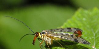 Muște-scorpion comune, află totul despre ele