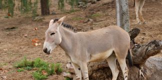 Măgarul sălbatic african (Equus africanus), specie rară pe cale de dispariție