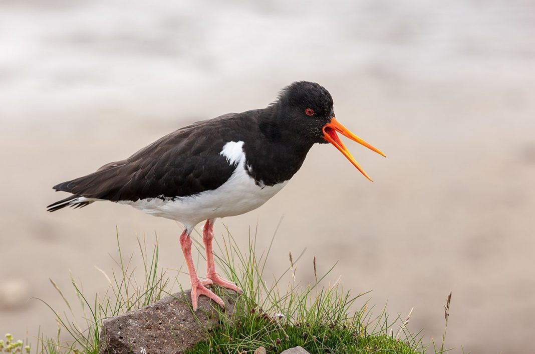 Ostrigarul (Haematopus ostralegus) denumit scoicarul de la țărmul mării