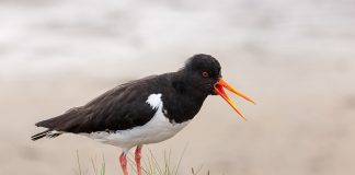 Ostrigarul (Haematopus ostralegus) denumit scoicarul de la țărmul mării