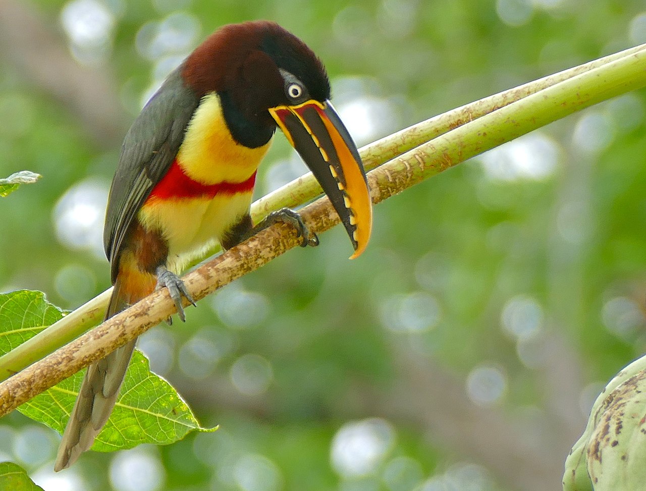 Păsări arboricole - Arassari (Pteroglossus castanotis), aparține categoriei tucanilor