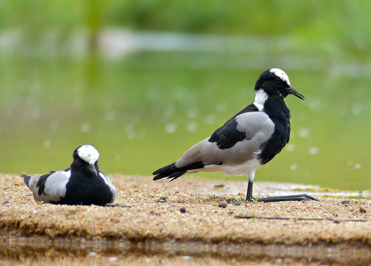 Pasărea nagatul fierar (Vanellus armatus) și nagatul Vanellus vanellus din țara noastră