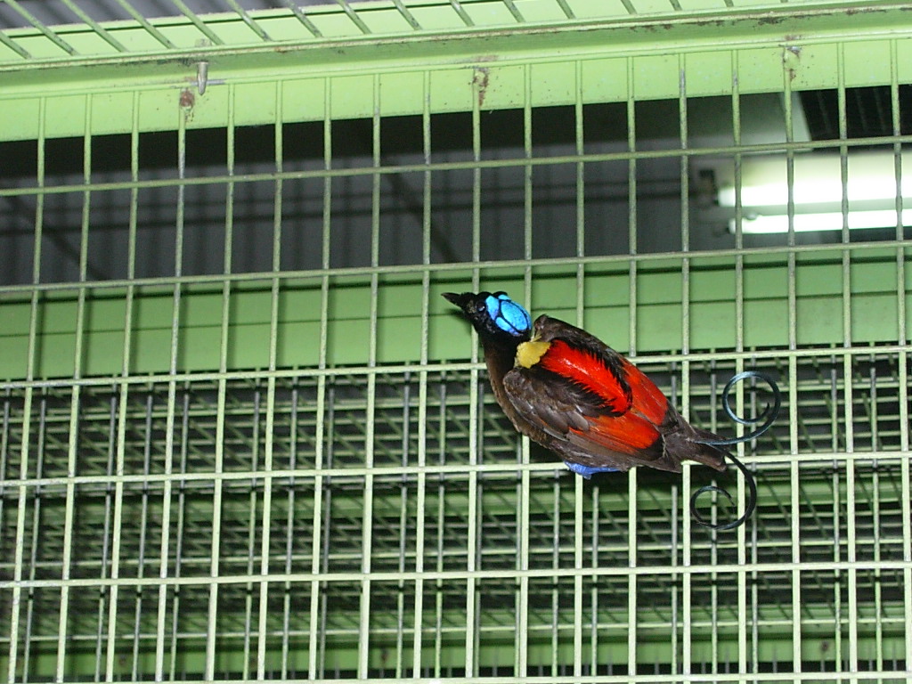 Pasărea-paradis a lui Wilson