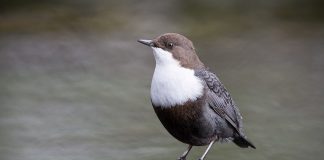 Pasărea care ,,merge” pe sub apă - Mierla de apă (Cinclus cinclus)