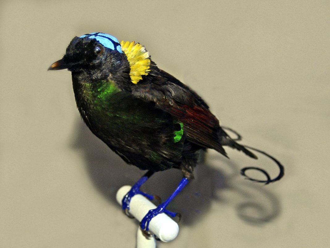 Pasărea-paradis a lui Wilson (Cicinnurus respublica), o specie de numai 16 cm