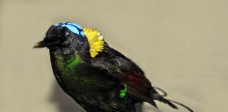 Pasărea-paradis a lui Wilson (Cicinnurus respublica), o specie de numai 16 cm