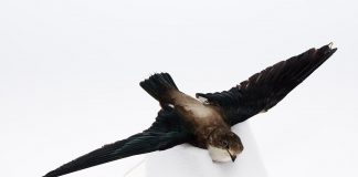 Pasărea-spin (Hirundapus caudacutus) de dimensiunea unui graur