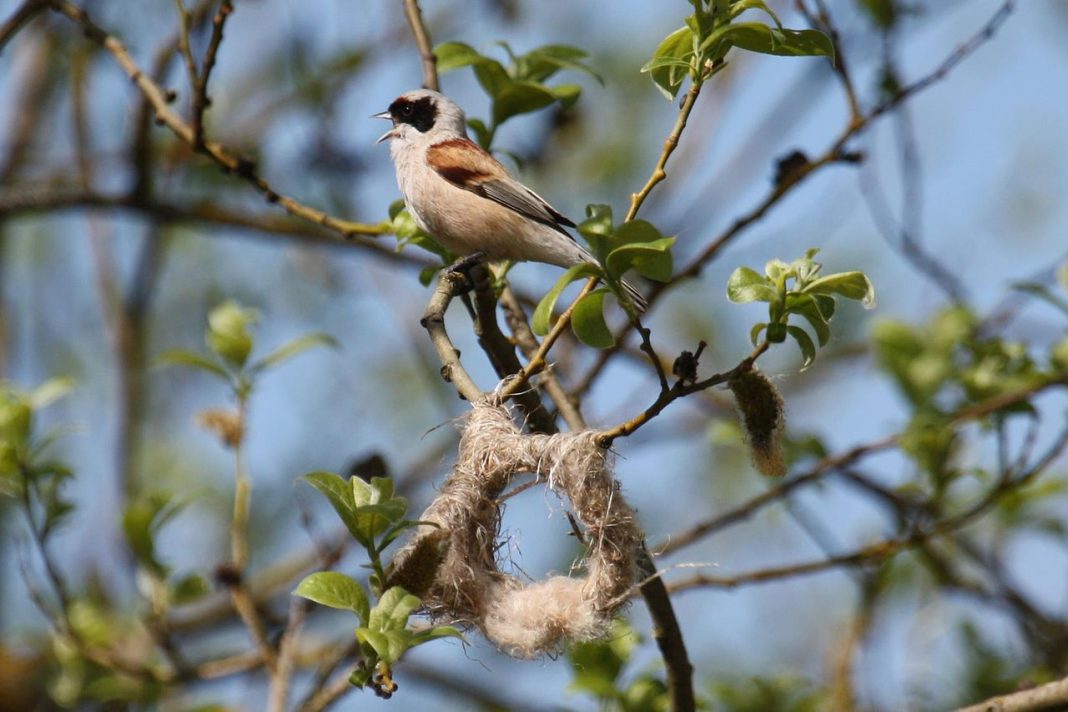 Pasări acrobatice - Boicușul (Remiz pendulinus), cele mai acrobatice păsări
