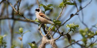 Pasări acrobatice - Boicușul (Remiz pendulinus), cele mai acrobatice păsări