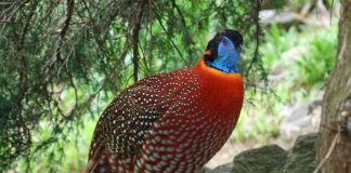 Pasări de vânat - Cocoșul-satir (Tragopan temminckii)