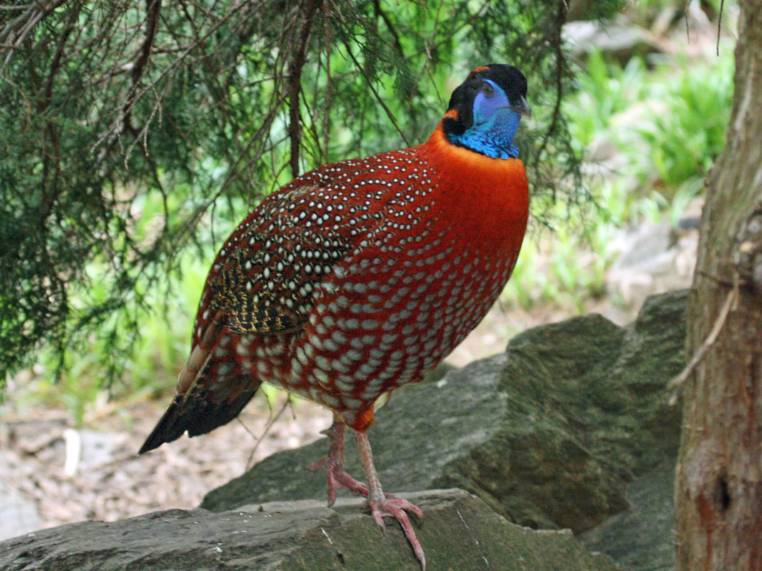 Pasări de vânat - Cocoșul-satir (Tragopan temminckii) Pasări de vânat - Cocoșul-satir (Tragopan temminckii)