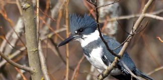 Pescărușul albastru cu guler alb (Ceryle alcyon), iși clocesc ouăle în cuiburile din nisip