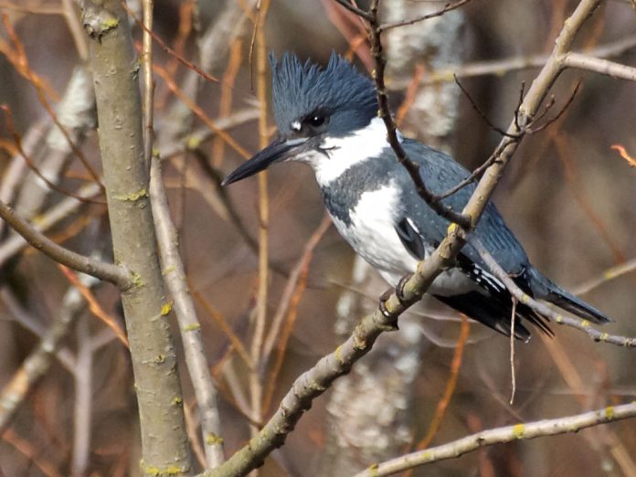 Pescărușul albastru cu guler alb (Ceryle alcyon), iși clocesc ouăle în cuiburile din nisip