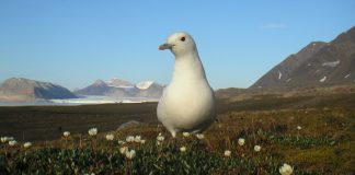 Pescărușul de fildeș (Pagophila eburnea), își petrece viața pe marginea banchizei de gheață