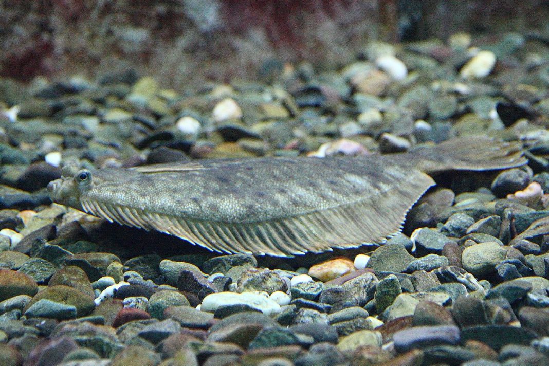 Peștele limbă de cal (Hippoglossus hippoglossus), un pește osos plat Peștele limbă de cal (Hippoglossus hippoglossus), un pește osos plat