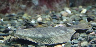 Peștele limbă de cal (Hippoglossus hippoglossus), un pește osos plat