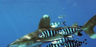 Peștele-pilot (Naucrates ductor), află totul despre această specie