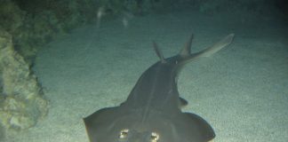 Pești cartilaginosi - Rhinobatos productus, află totul despre această specie