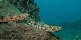 Pești de pradă din Marea Roșie - Peștele-șopârlăa (Synodus variegatus)