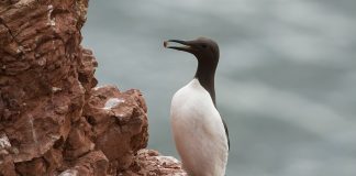 Pinguinul nordic Garia (Uria aalge) colonizează în zonele stâncoase din Europa de Nord