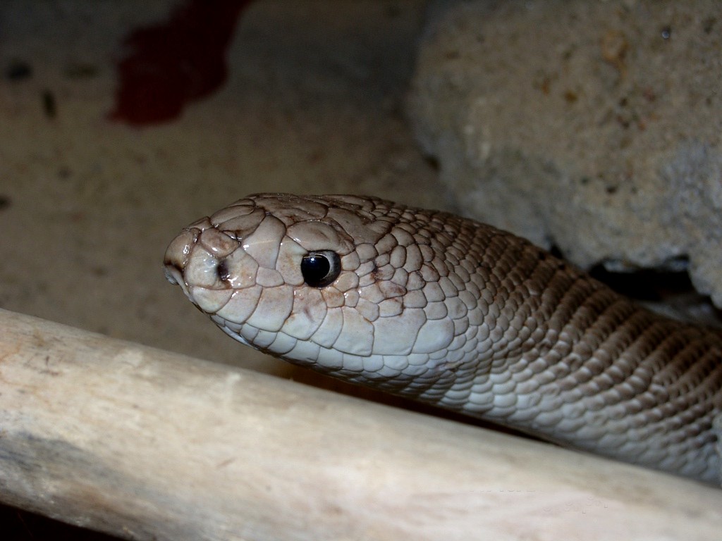 Pituophis melanoleucus