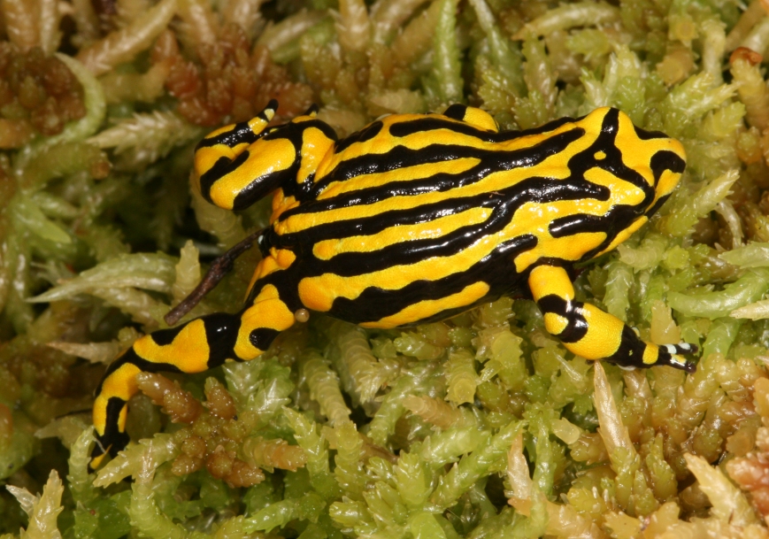 Pseudophryne corroboree, Foto: amphibianark.org