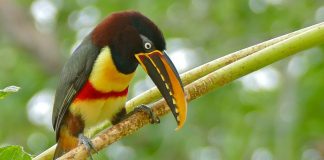 Păsări arboricole - Arassari (Pteroglossus castanotis), aparține categoriei tucanilor