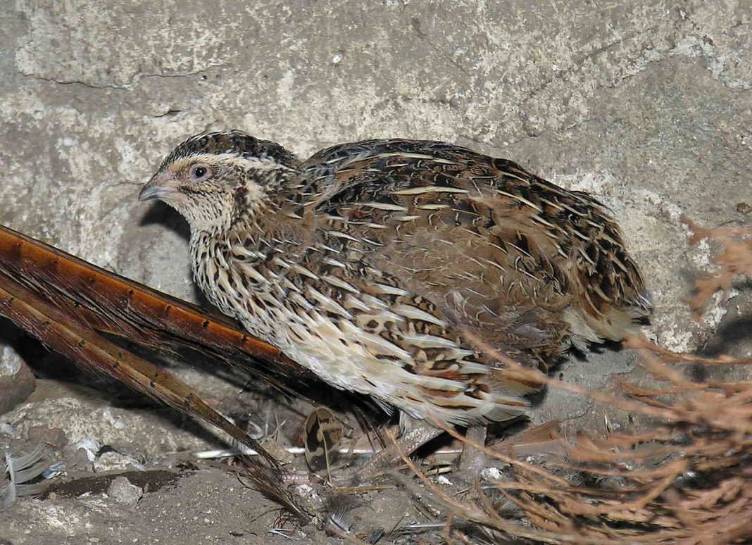 Păsări de vânat - Pitpalacul (Coturnix coturnix), deseori cunoscută ca și prepelița