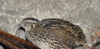 Păsări de vânat - Pitpalacul (Coturnix coturnix), deseori cunoscută ca și prepelița