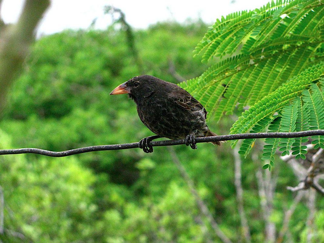 Păsări din Insulele Galapagos - Cintezoiul de cactus (Geospiza scandens)