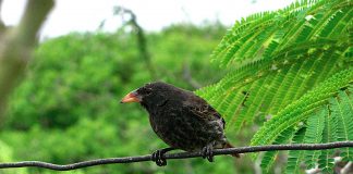 Păsări din Insulele Galapagos - Cintezoiul de cactus (Geospiza scandens)